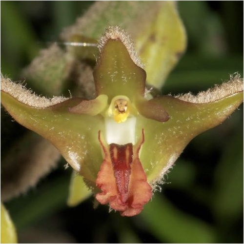 Eria tomentosa
