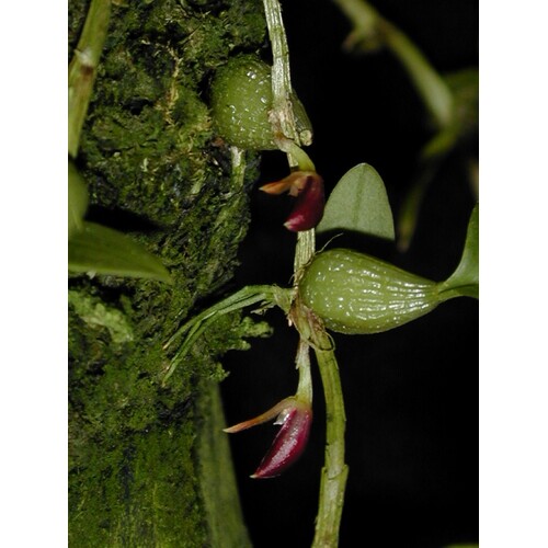 Bulbophyllum comberi