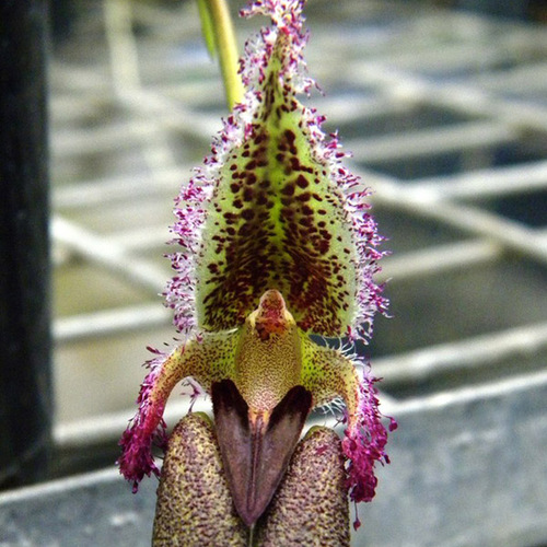 Bulbophyllum romyi
