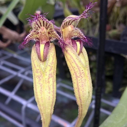 Bulbophyllum Fascination 'Socks'