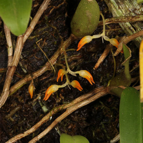 Bulbophyllum protractum