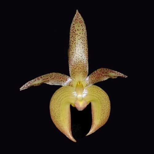 Bulbophyllum Stella Mizuta