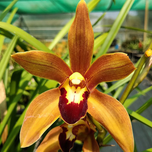 Cymbidium 'Mr. Pinkers'