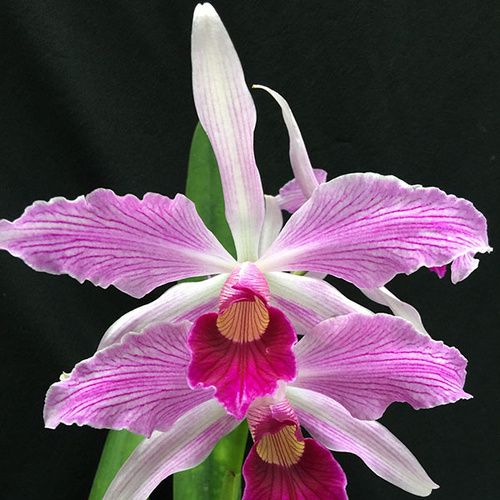 Cattleya purpurata var. (striata x flamea)