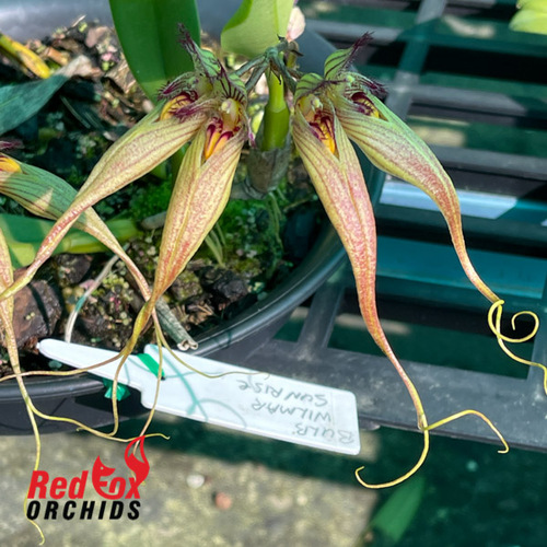 Bulbophyllum Wilmar Sunrise