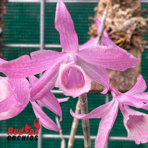 Dendrobium Adastra