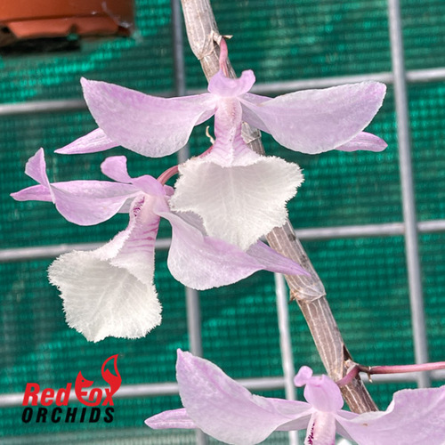 Dendrobium aphyllum 'Thailand Giant'