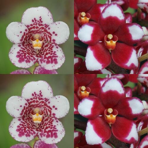 Sarcochilus Sweetheart 'Speckles' x Kulnura Spice 'Halo' AM-AD/AOC