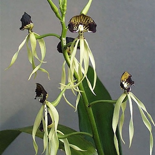 Prosthechea cochleata 'Floriferous' x 'Big'