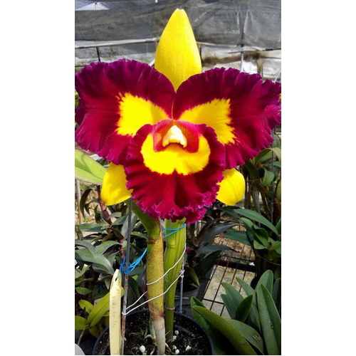 Rhyncholaeliocattleya Chunfong Queen
