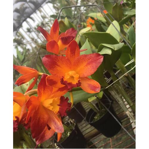 Cattleya Golden Tiger