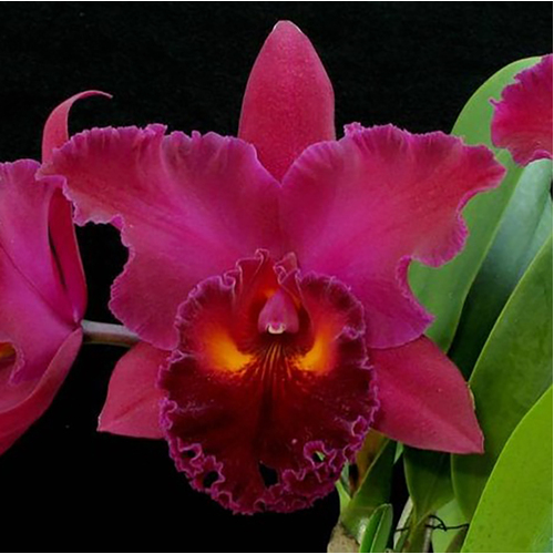 Rhyncholaeliocattleya Sanyung Ruby