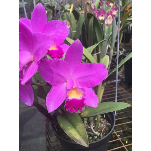 Cattlianthe Sakura Candy