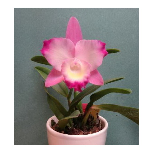  Cattleya Orchid - Sophrocattleya Cherry Bee 'Happy Field'