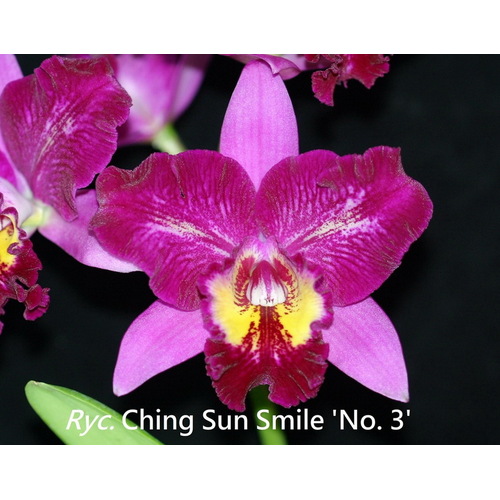 Rhyncatlaelia Ching Sun Smile '#3'
