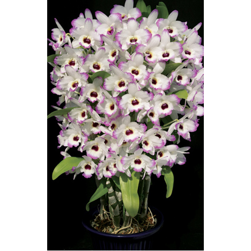 Dendrobium Love Memory Fizz
