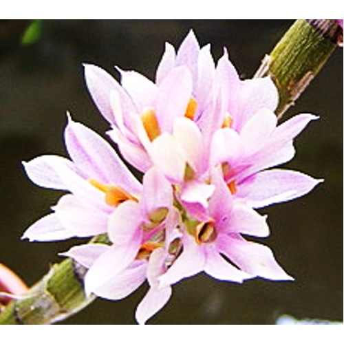 Dendrobium bracteosum 'Pink'