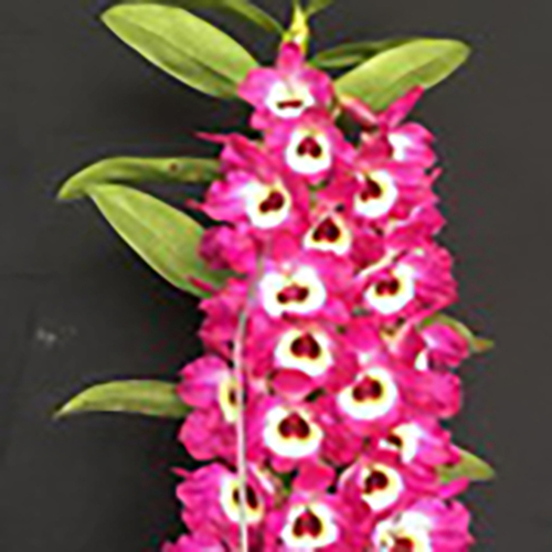 Dendrobium KT Red Army