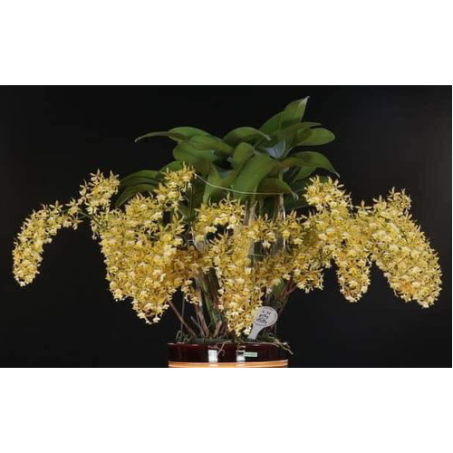 Epidendrum stamfordianum 'Galaxy' SM-TOGA