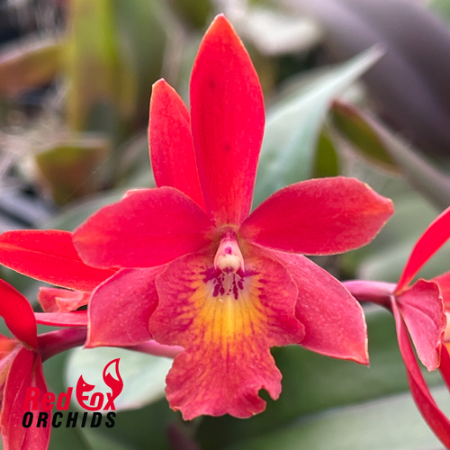 Epicatanthe Hsiang Yu Gold Coast 'Red Firework'
