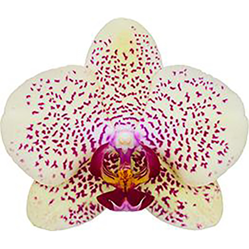 Phalaenopsis Fancy Freckles
