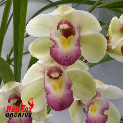 Cymbidium Great Flower x goeringii 'Chuen Huei'