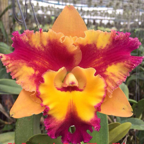 Rhyncholaeliocattleya Rungnapha Fancy #3 'Warm Welcome'