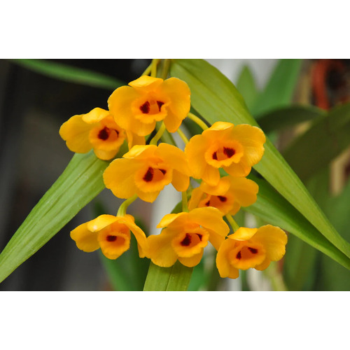 Dendrobium chrysanthum