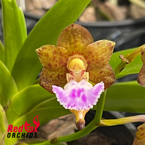 Vanda flabellata