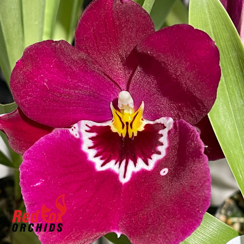 Miltoniopsis Hawaiian Swizzle 'Red Bull'