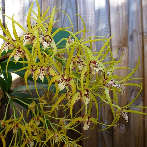 Dendrobium Hilda Poxon