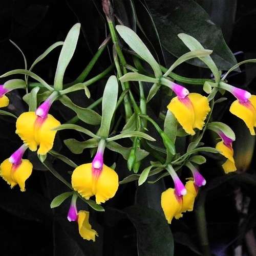 Epicattleya Rene Marques 'Flame Thrower' HCC/AOS