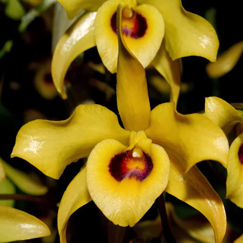 Dendrobium friedericksianum