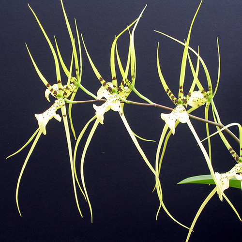 Brassia Rex