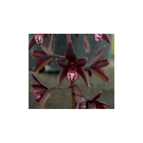 Cymbidium Australian Midnight 'Black Beauty'