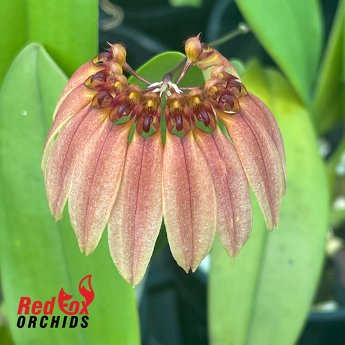 Bulbophyllum Jia Ho Golden Umbrella