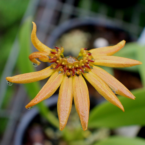 Bulbophyllum mastersianum x brevibrachiatum