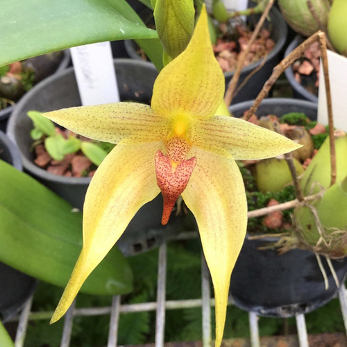 Bulbophyllum Meen Mellow Moon x pahudii