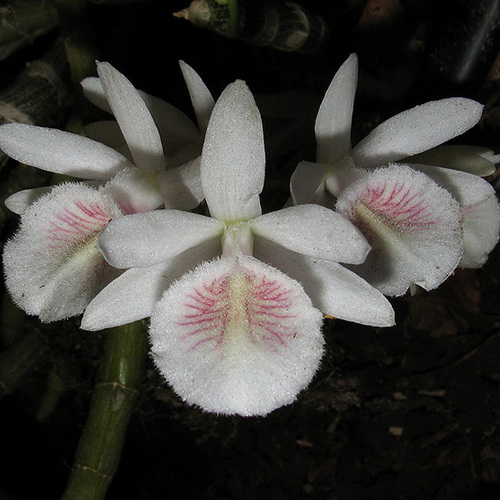 Dendrobium polyanthum