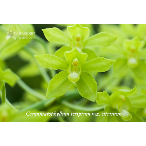 Grammatophyllum scriptum var. citrinum