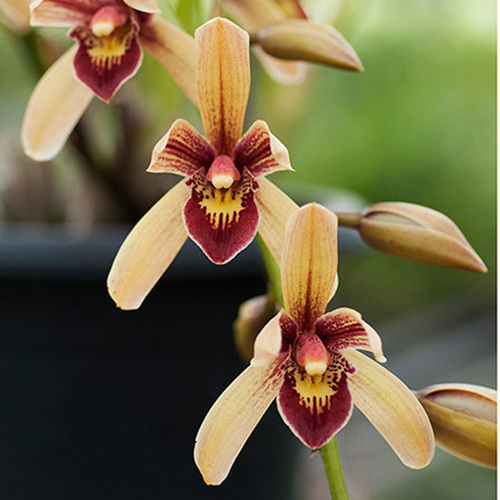 Cymbidium Pakkret Firestorm 'Jerry'