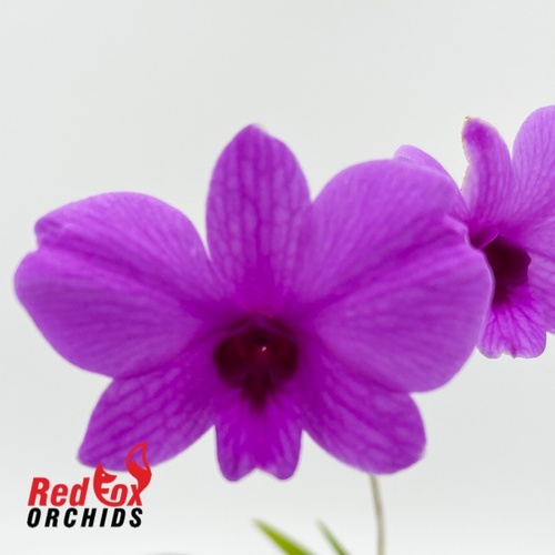 Dendrobium bigibbum var compactum `Marjorie’ x `Hartley’s Sunshine’