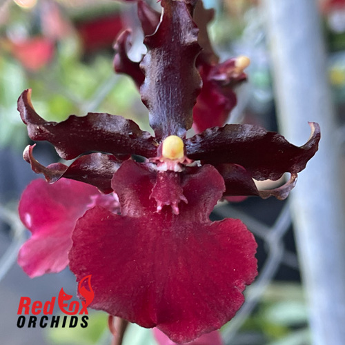 Odontocidium Succubus 'Night Shift'