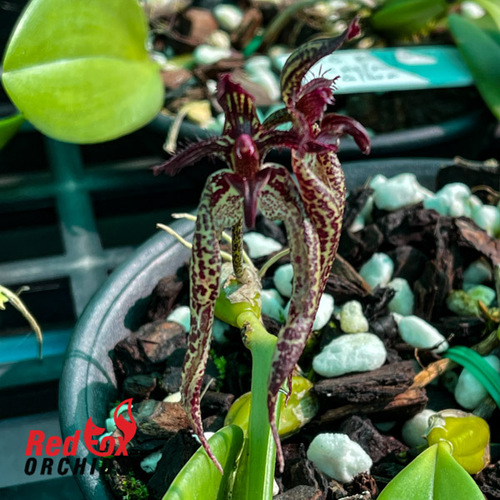 Bulbophyllum Wilmar Fantasia