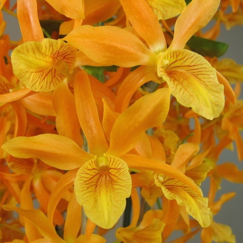 Dendrobium Stardust 'Firebird'