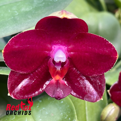 Phalaenopsis Allura 'Ruby Diamond'