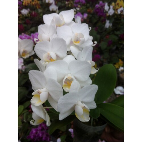 Phalaenopsis Allura 'Veneto'