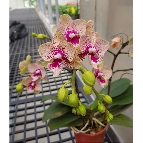 Phalaenopsis Allura 'Hydra'