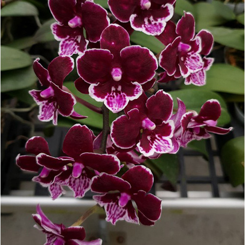 Phalaenopsis Allura 'Black Swan'