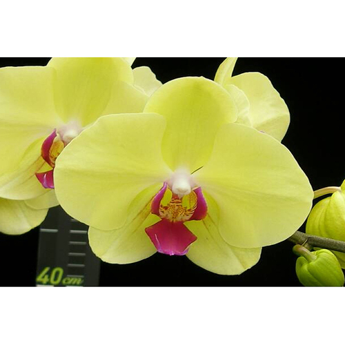 Phalaenopsis Golden